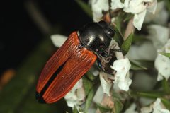 Castiarina parallelipennis