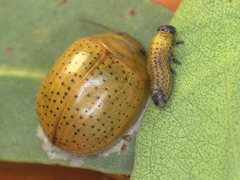 Paropsisterna inspersa