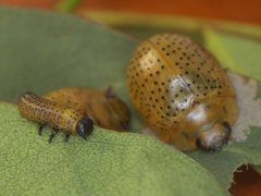 Paropsisterna inspersa