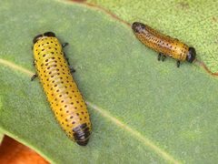 Paropsisterna inspersa