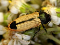 Castiarina fossoria