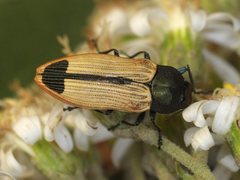 Castiarina fossoria