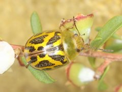 Paropsisterna obliterata