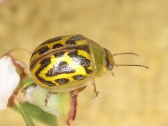 Paropsisterna obliterata