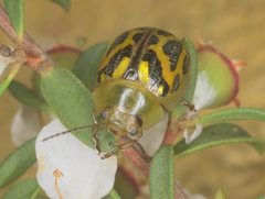 Paropsisterna obliterata