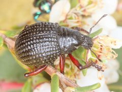 Catasarcus transversalis