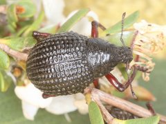 Catasarcus transversalis