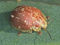 Paropsis marmorea