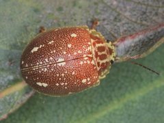 Paropsis marmorea