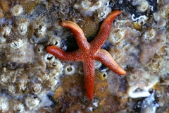 Henricia leviuscula
