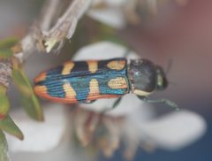 Castiarina pallidiventris