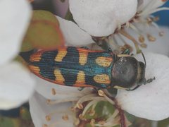 Castiarina pallidiventris