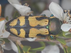 Castiarina adelaidae