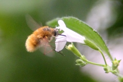 Bombyliini