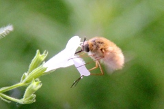 Bombyliini