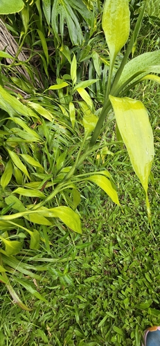 Dracaena sanderiana observed 2024-09-14