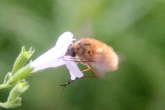 Bombyliini