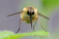 Bombyliini