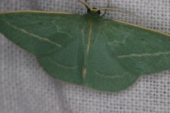 Chlorocoma stereota