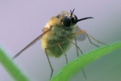Bombyliini