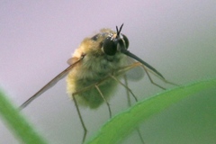 Bombyliini