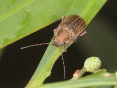 Edusella lineata