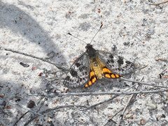 Synemon parthenoides