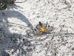 Synemon parthenoides