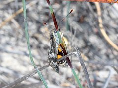 Synemon parthenoides