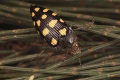 Astraeus crassus