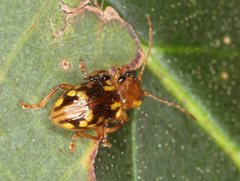 Chalcolampra pustulata