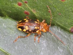 Chalcolampra pustulata