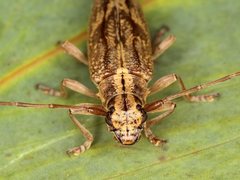 Temnosternus planiusculus