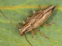 Temnosternus planiusculus