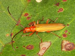 Stenoderus concolor