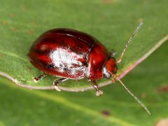 Paropsisterna stygia