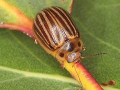 Paropsisterna lignea