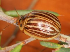 Paropsisterna lignea