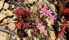 Rhodalsine geniculata
