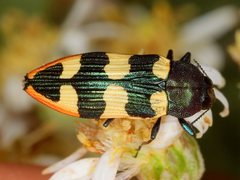 Castiarina interstitialis