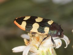Castiarina interstitialis