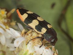 Castiarina interstitialis