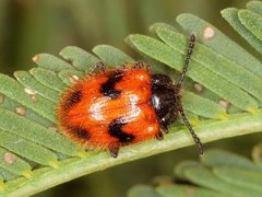 Stenotarsus arithmeticus