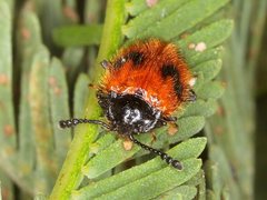 Stenotarsus arithmeticus