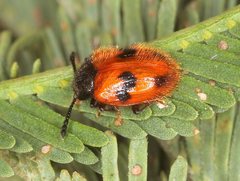 Stenotarsus arithmeticus