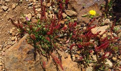 Rumex bucephalophorus