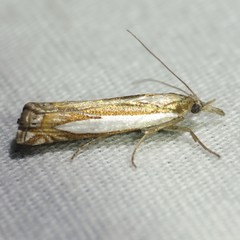 Crambus cyrilellus