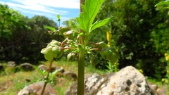 Scrophularia trifoliata