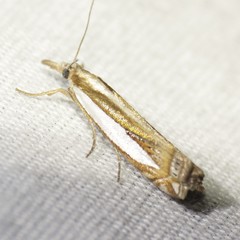 Crambus cyrilellus
