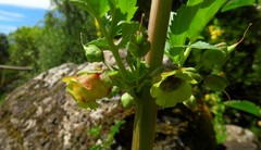 Scrophularia trifoliata